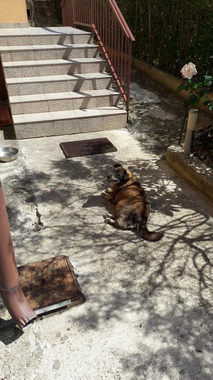 Apartments Tea Rovinj Zewnętrze zdjęcie